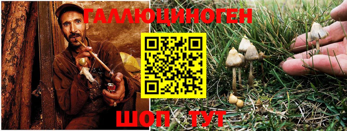 Галлюциногенные грибы Psilocybe Карасук