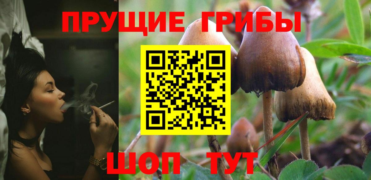 Галлюциногенные грибы GOLDEN TEACHER  Вход с VPN  Карасук  Псилоцибиновые грибы MAGIC MUSHROOMS 